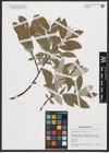 Foto von Salix lapponum L. x Salix phylicifolia L.